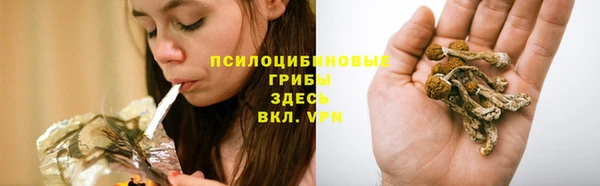хмурый Белокуриха